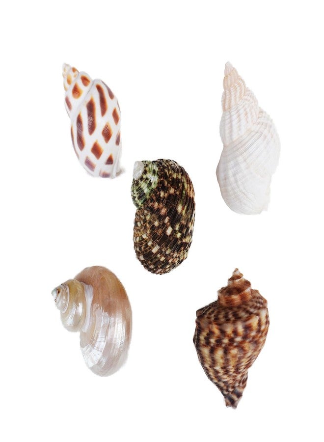 Begeterday Hermit Crab Accessories 7PCS, Include 5PCS Hermit Crab Shells, 1PCS Climbing Toy and 1PCS Hermit Crab Hideout - Image 2